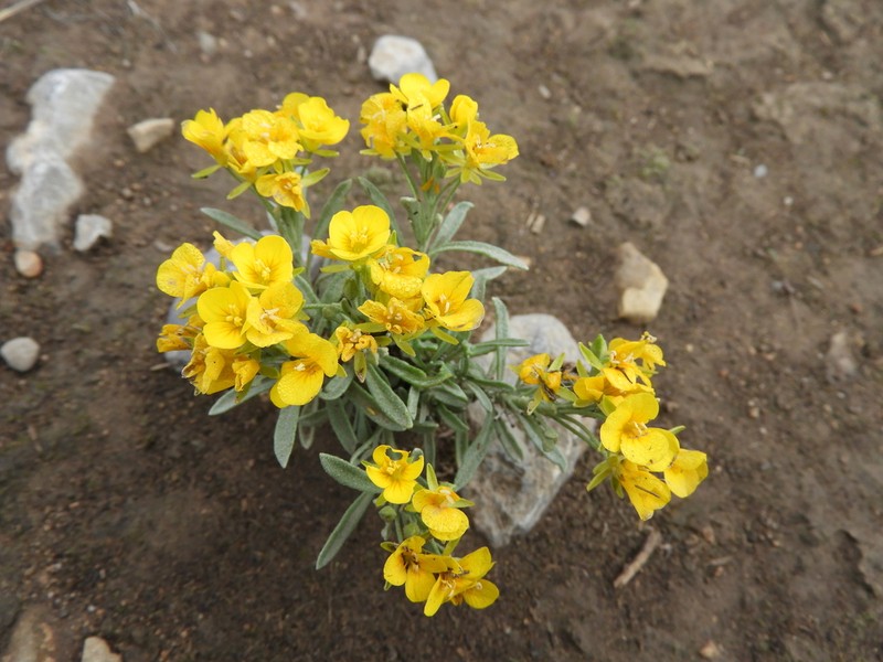 Silver Bladderpod photo 3