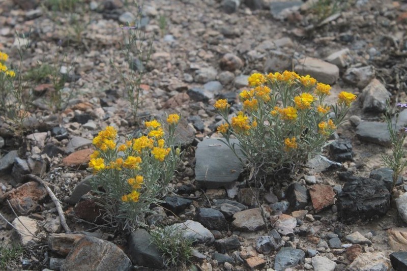 Silver Bladderpod photo 4