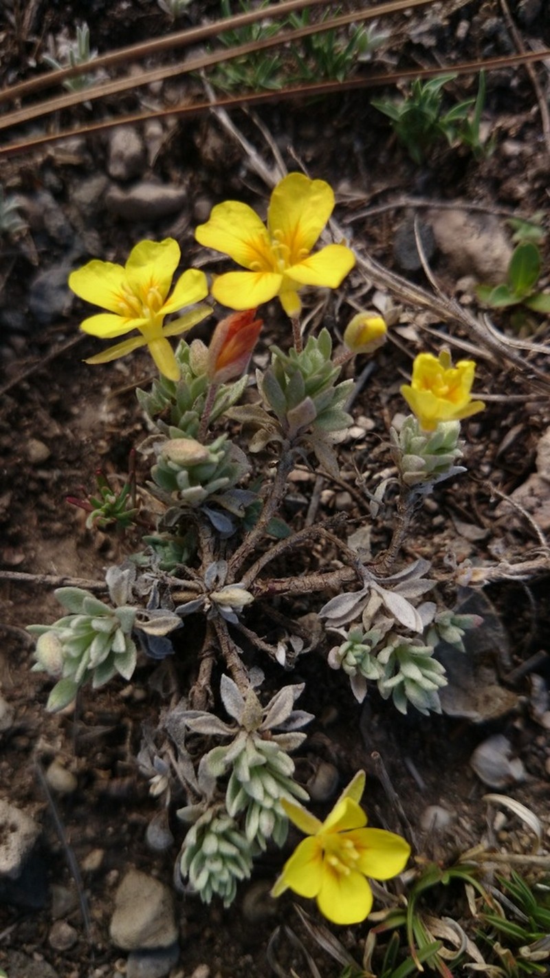 Silver Bladderpod photo 5
