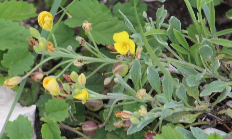 Silver Bladderpod photo 6