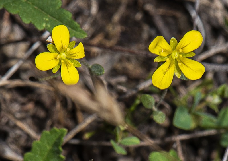 Silver Bladderpod photo 7