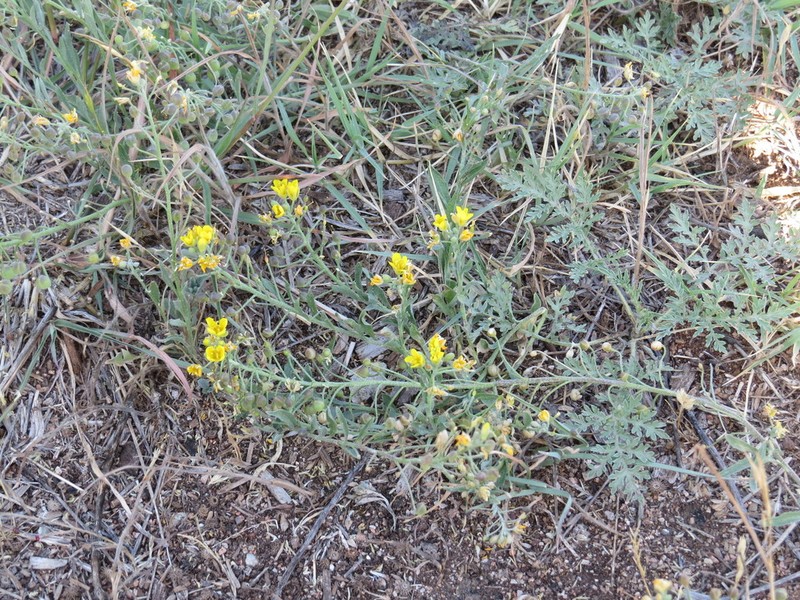Silver Bladderpod photo 8