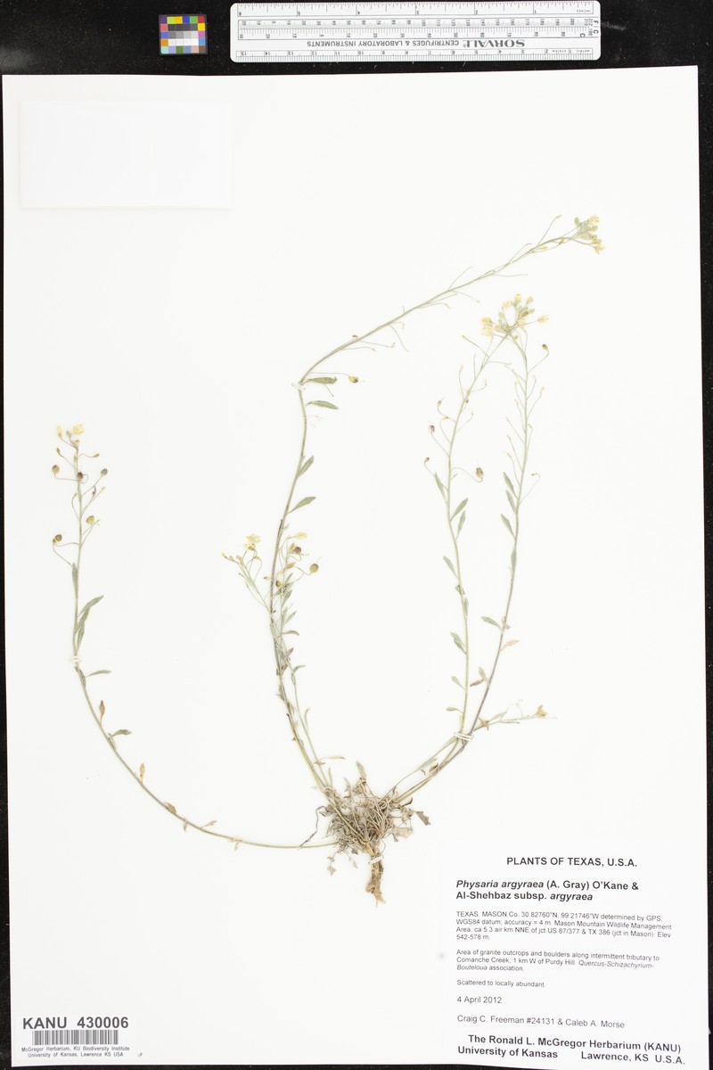 Physaria argyraea subsp. argyraea