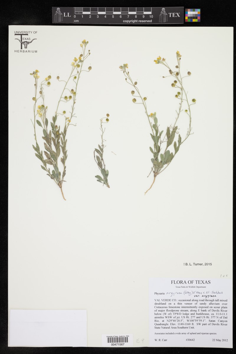 Physaria argyraea subsp. argyraea photo 2