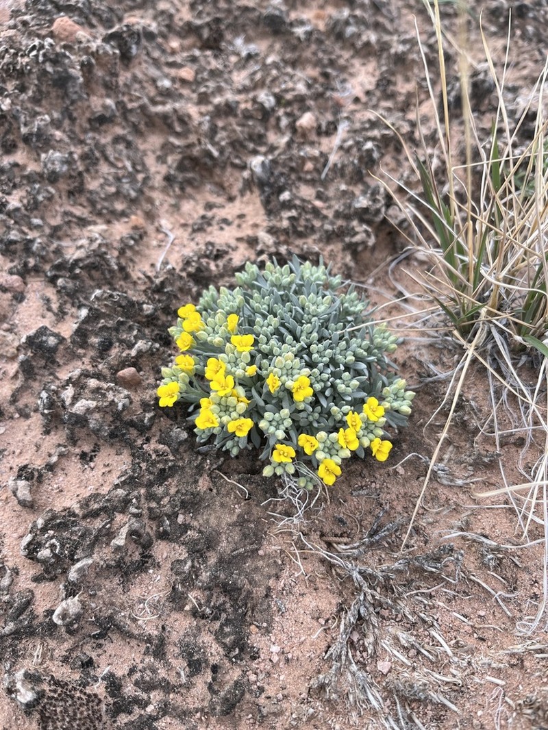 Arizona Bladderpod