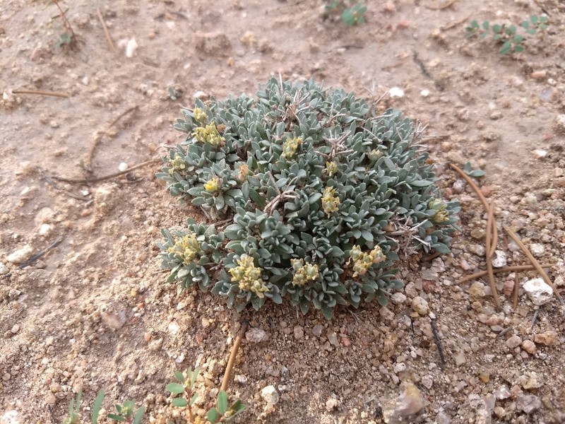 Arizona Bladderpod photo 2