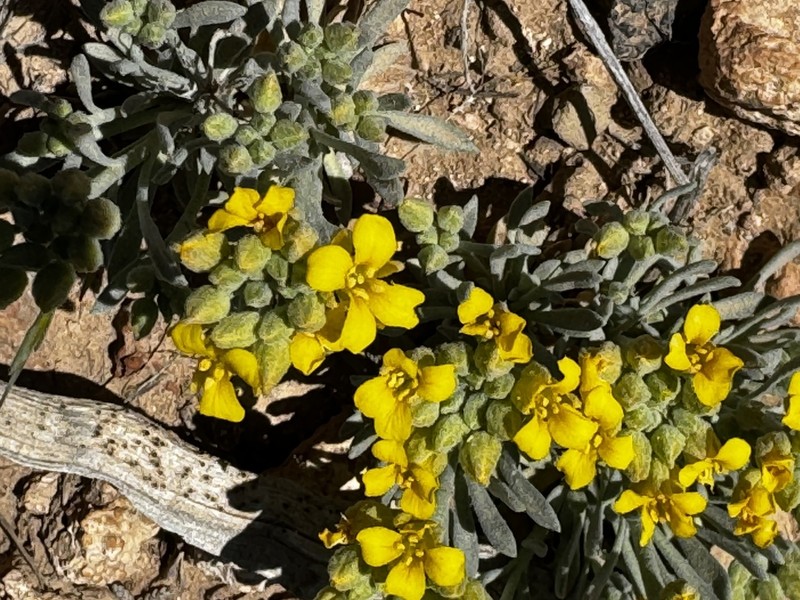 Arizona Bladderpod photo 3