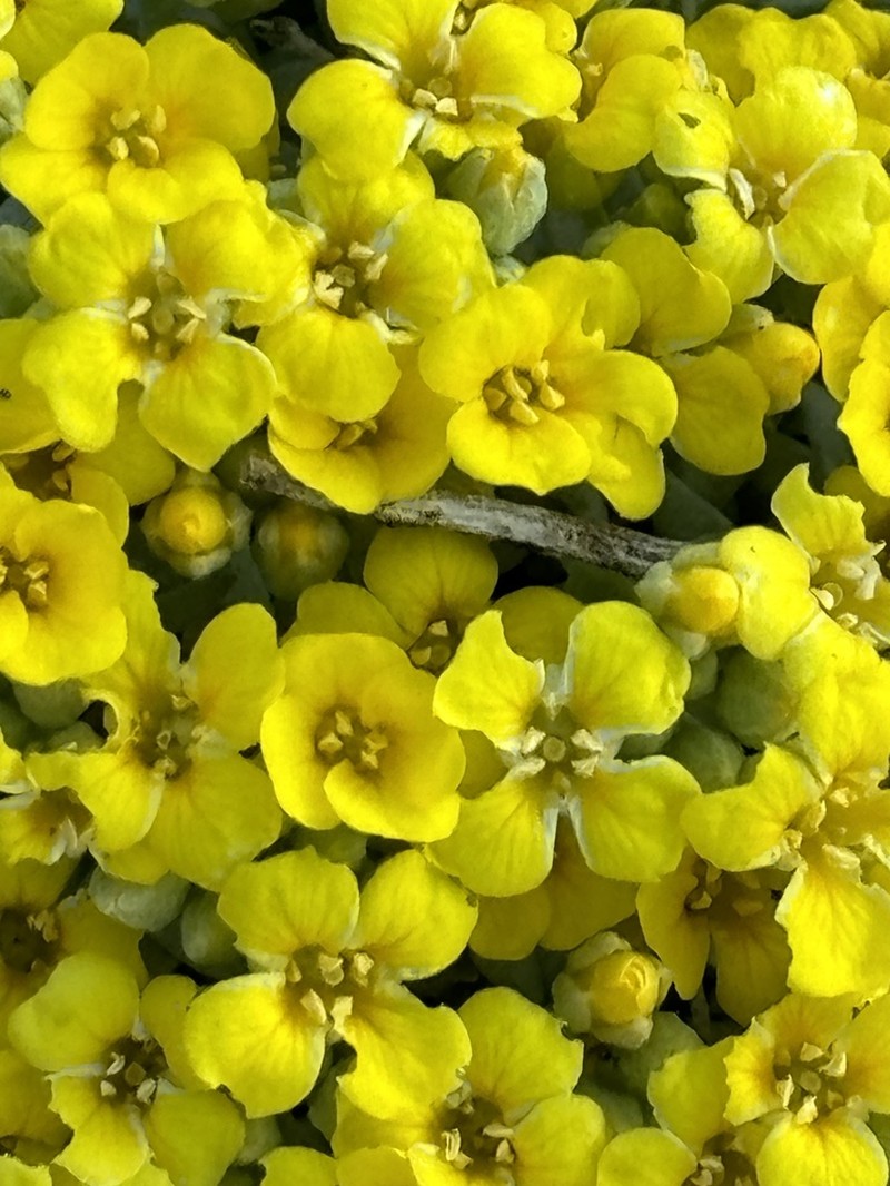 Arizona Bladderpod photo 4