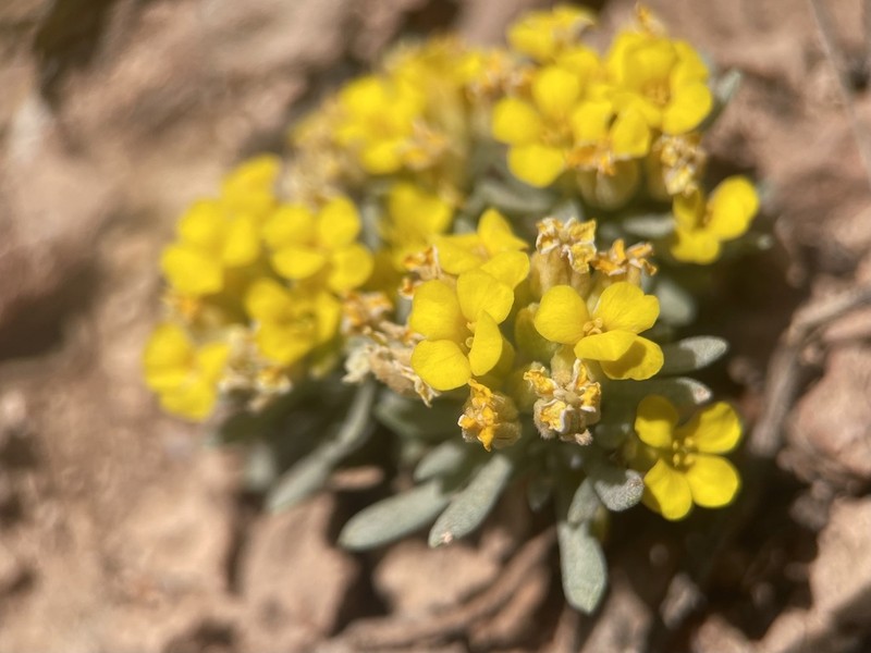 Arizona Bladderpod photo 5
