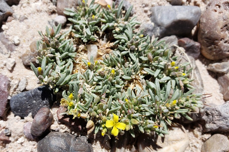 Arizona Bladderpod photo 6
