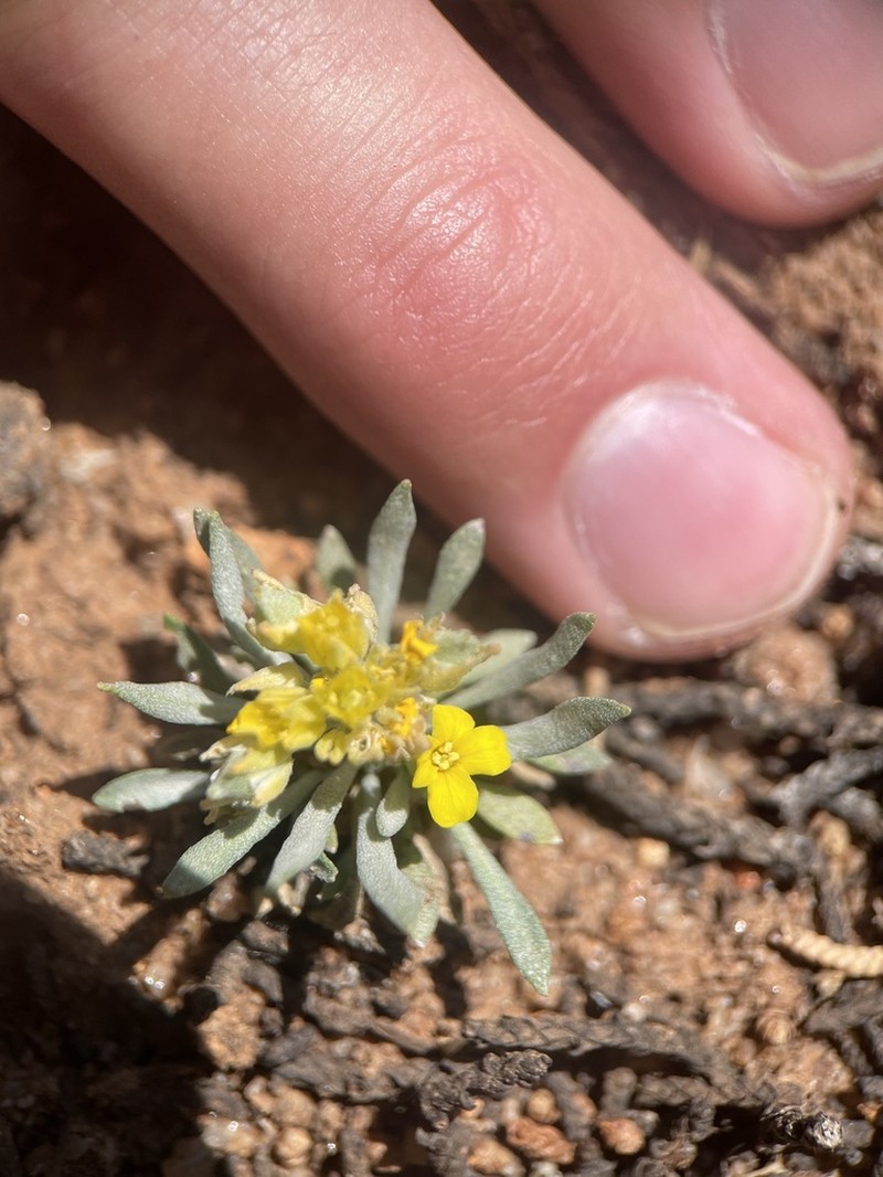 Arizona Bladderpod photo 7