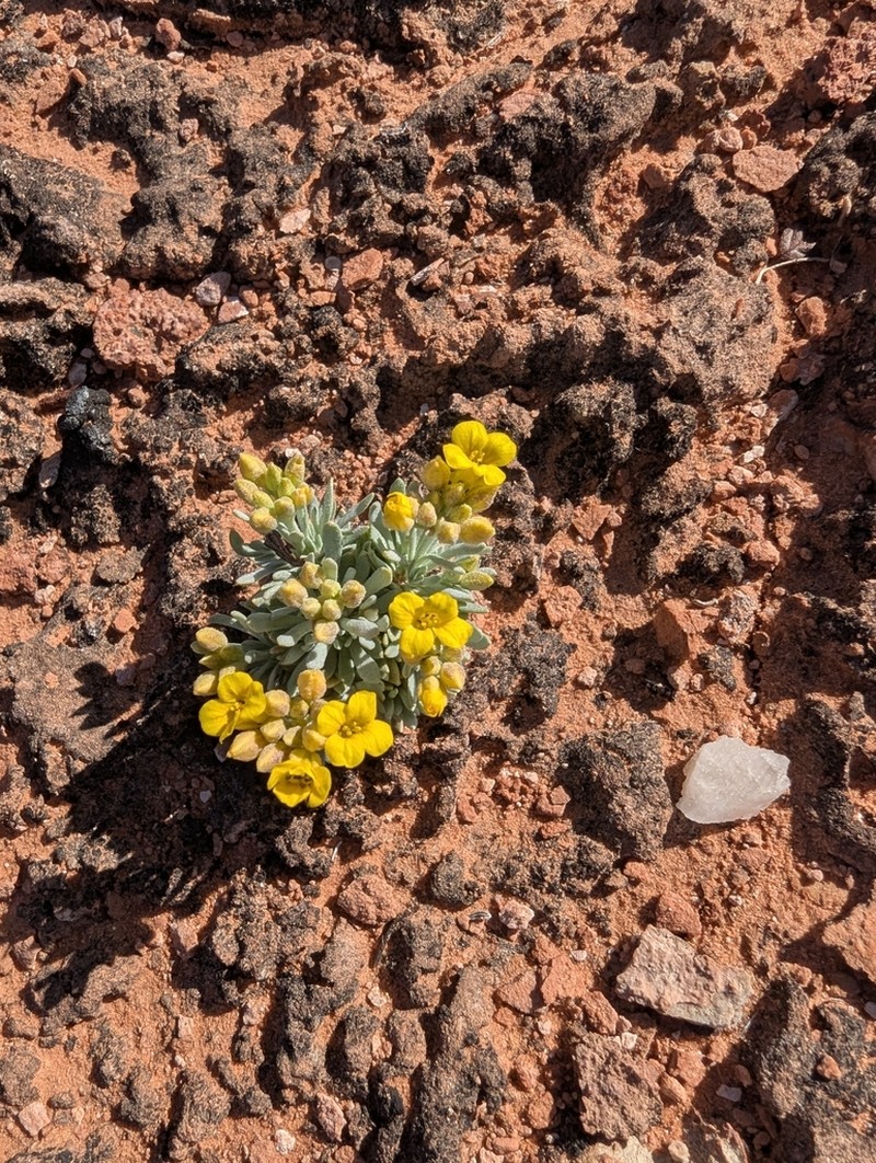 Arizona Bladderpod photo 8