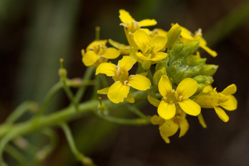 Golden Bladderpod