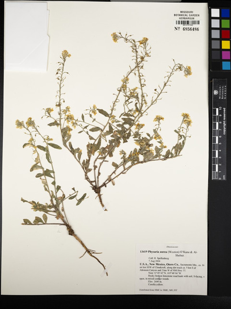 Golden Bladderpod photo 3