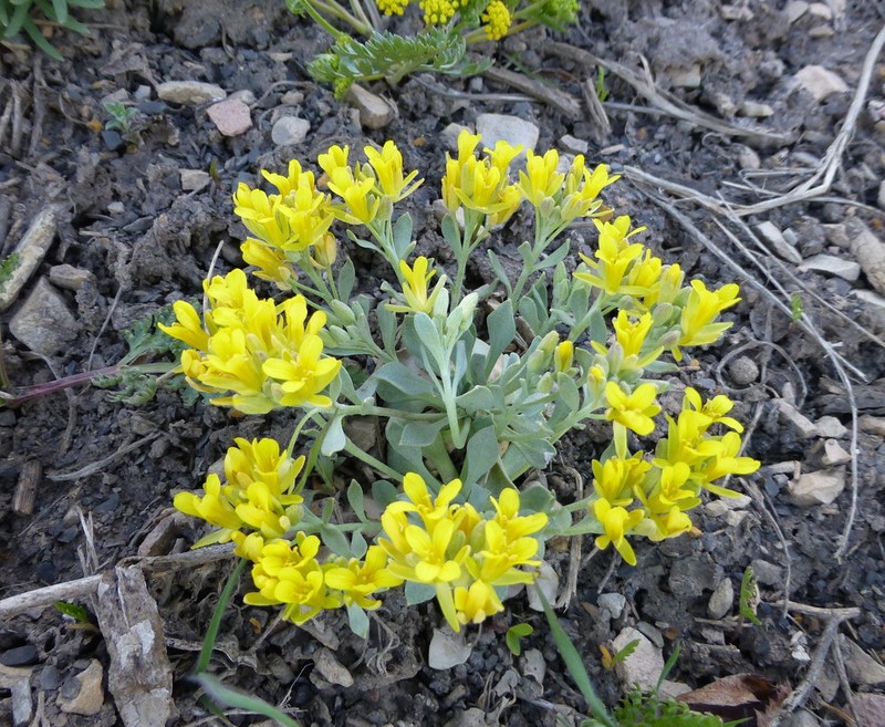 Front Range Twinpod photo 2