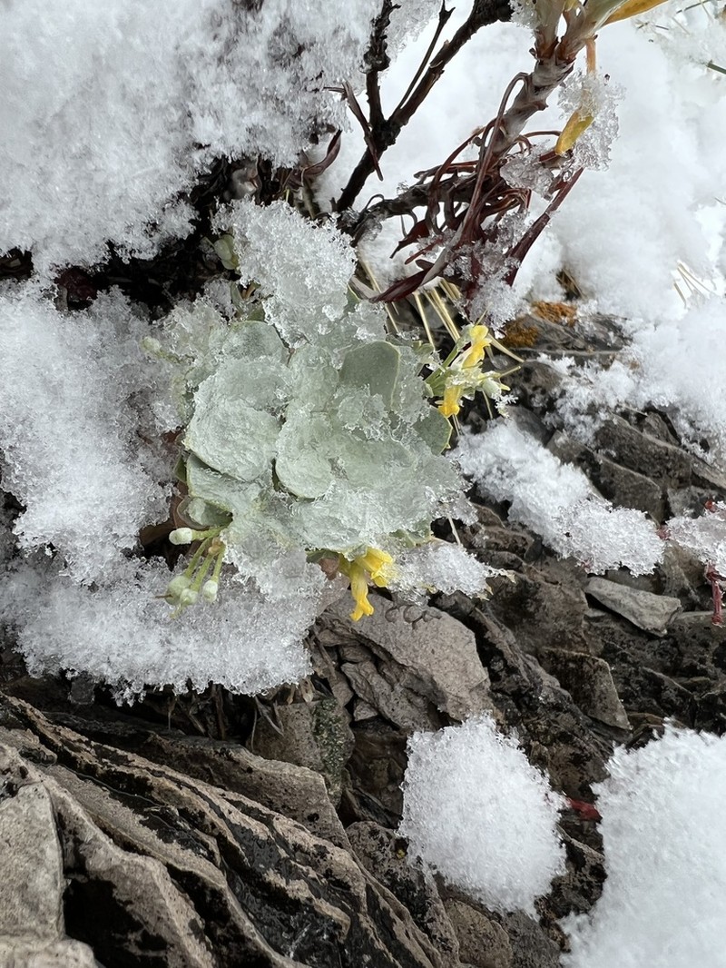 Front Range Twinpod photo 4
