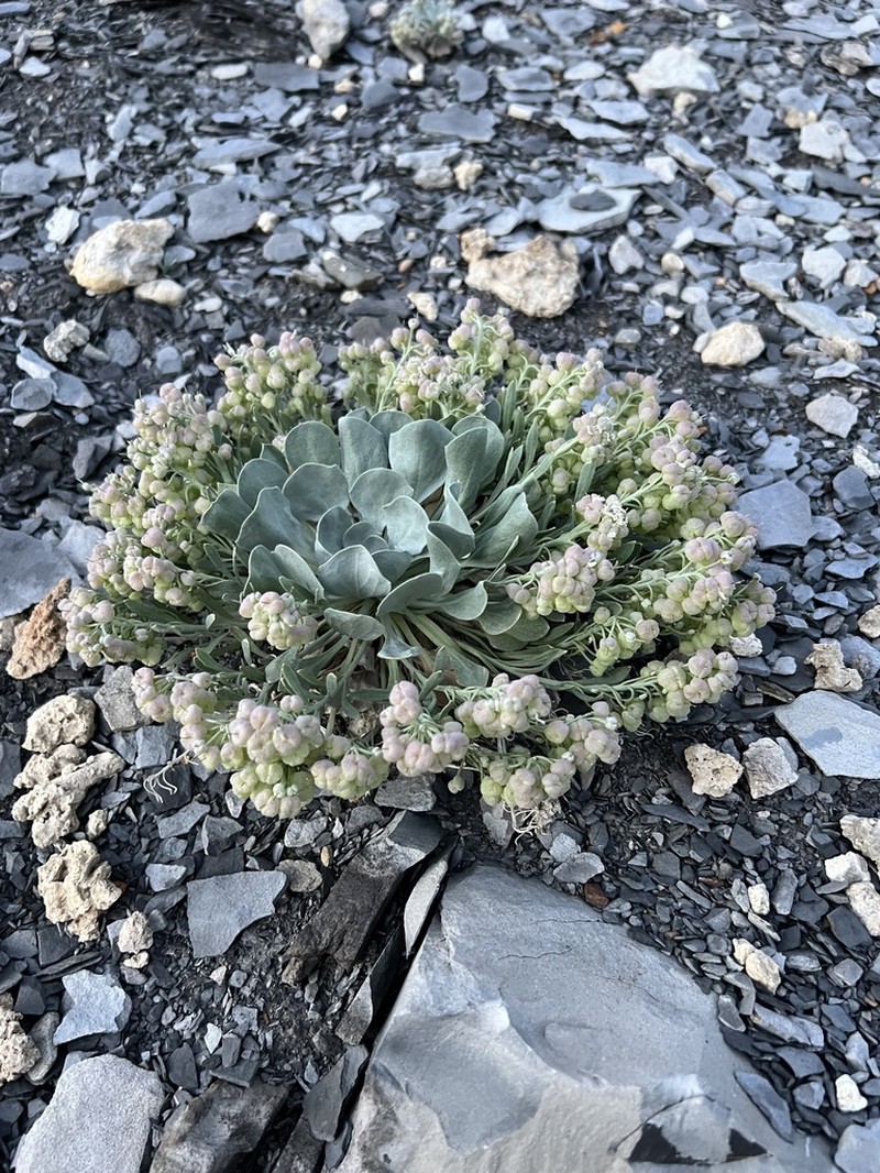 Front Range Twinpod photo 5