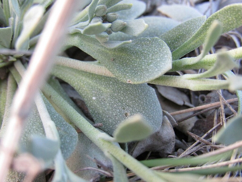 Front Range Twinpod photo 6