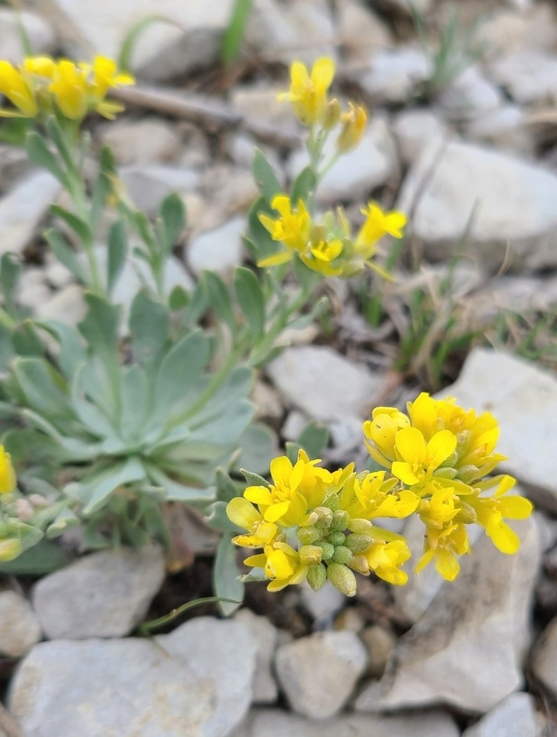 Front Range Twinpod photo 7