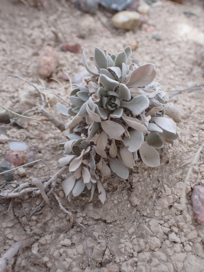 Double Twinpod photo 2
