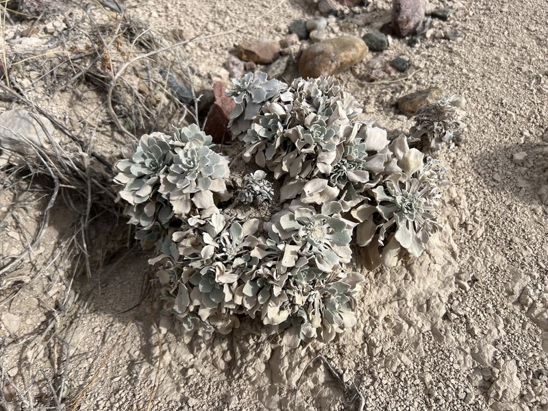 Double Twinpod photo 3