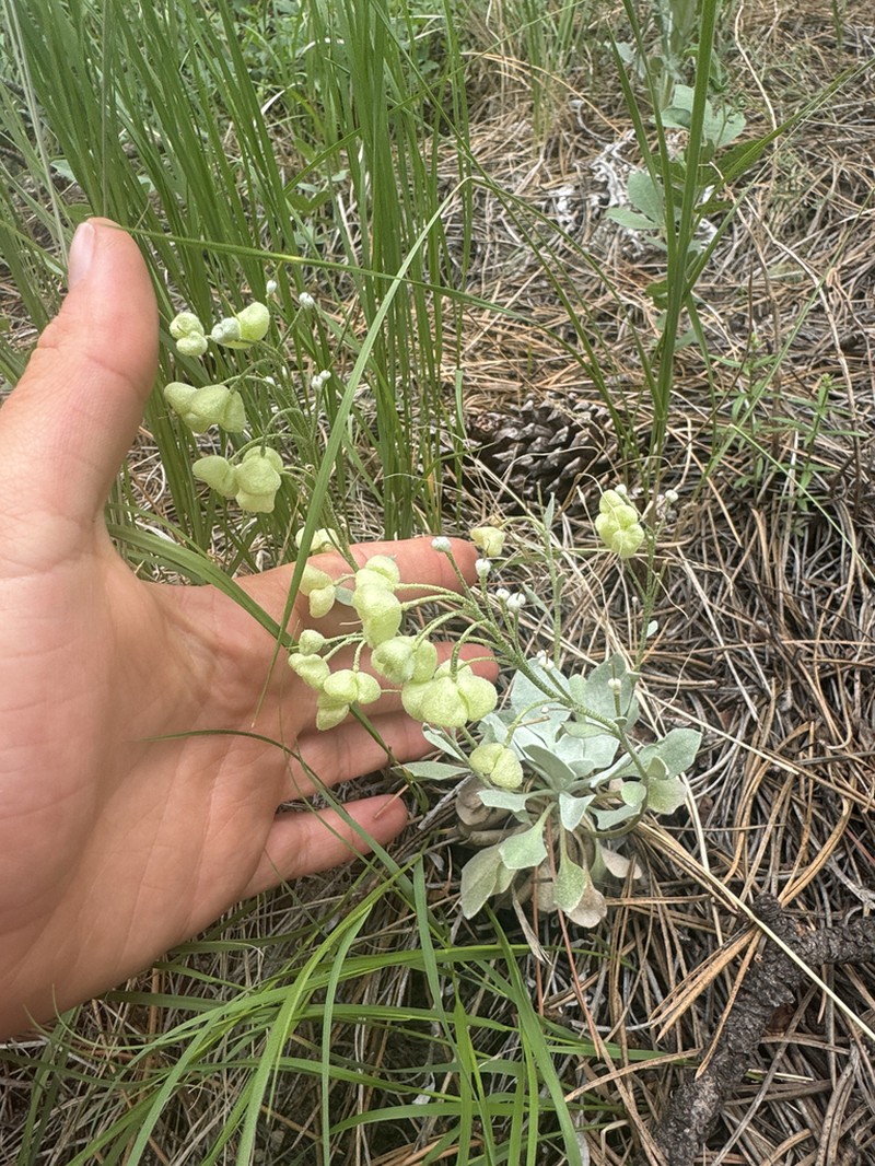 Double Twinpod photo 6