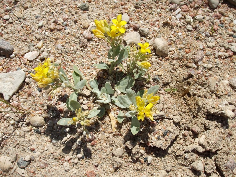 Double Twinpod photo 7