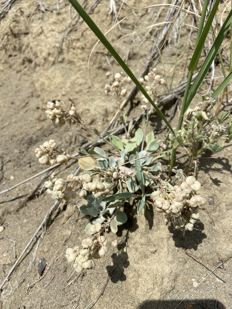 Double Twinpod photo 8