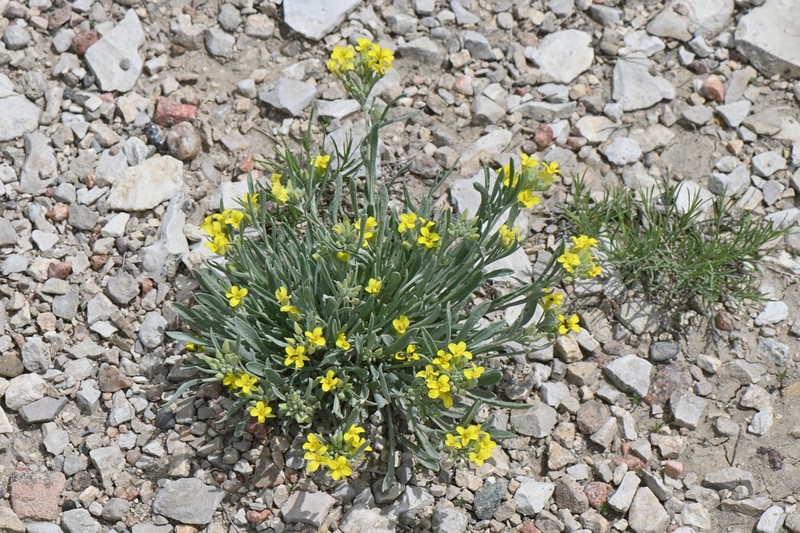 Rocky Mountain Bladderpod