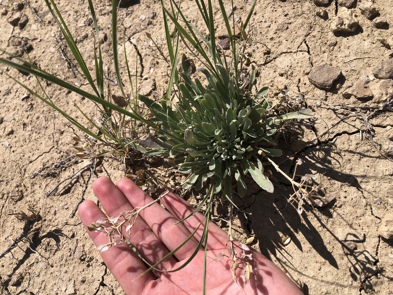 Rocky Mountain Bladderpod photo 2