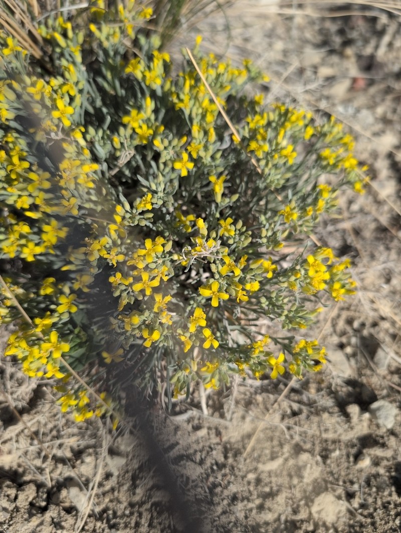 Rocky Mountain Bladderpod photo 3
