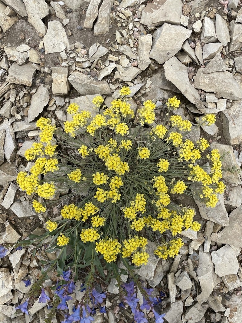 Rocky Mountain Bladderpod photo 4