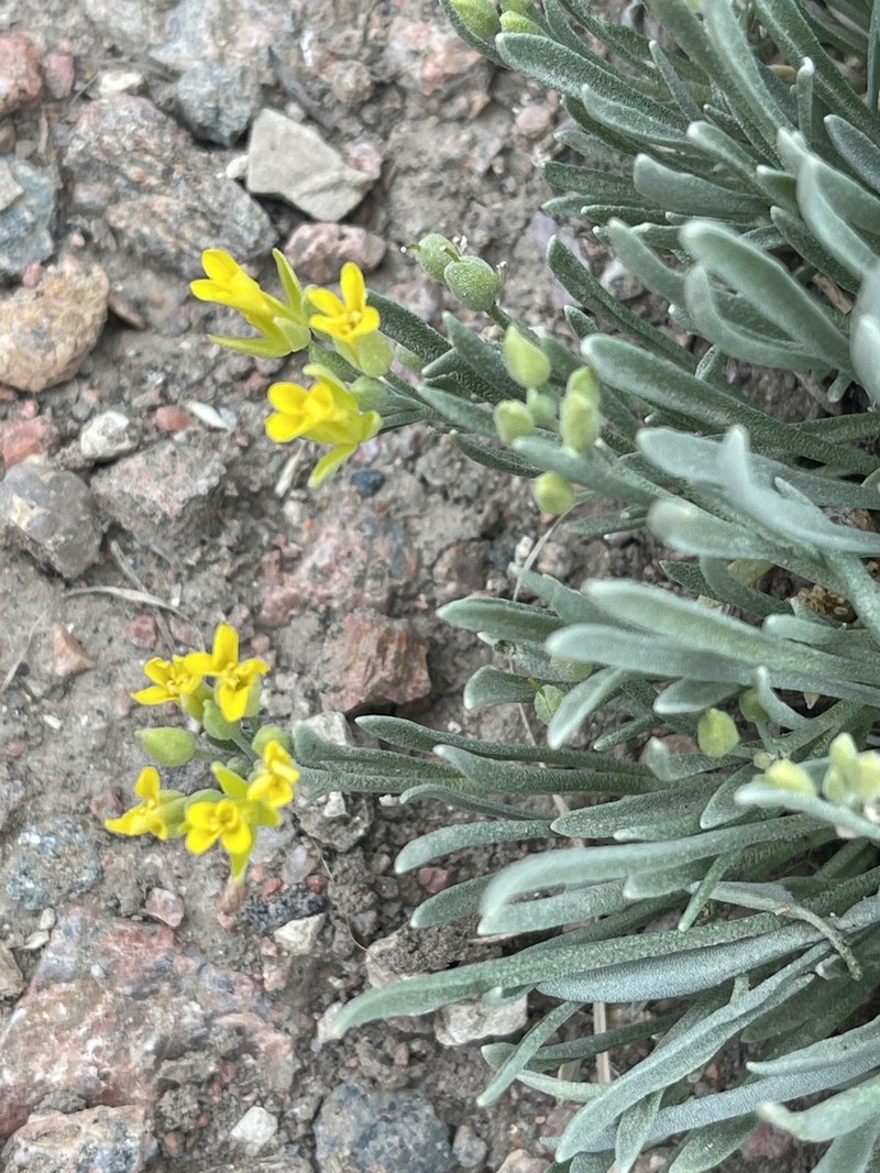 Rocky Mountain Bladderpod photo 5