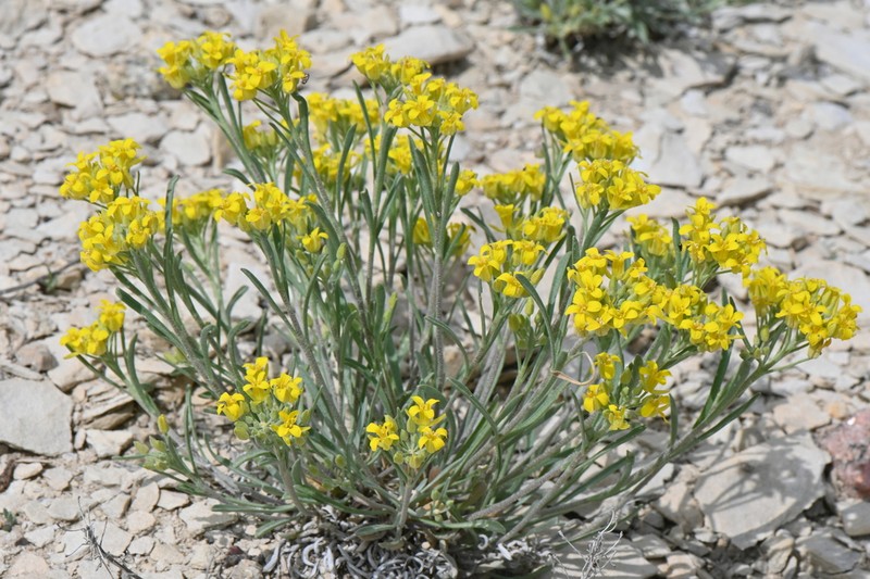 Rocky Mountain Bladderpod photo 6