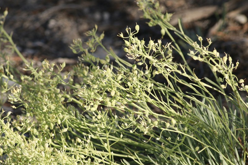 Rocky Mountain Bladderpod photo 7