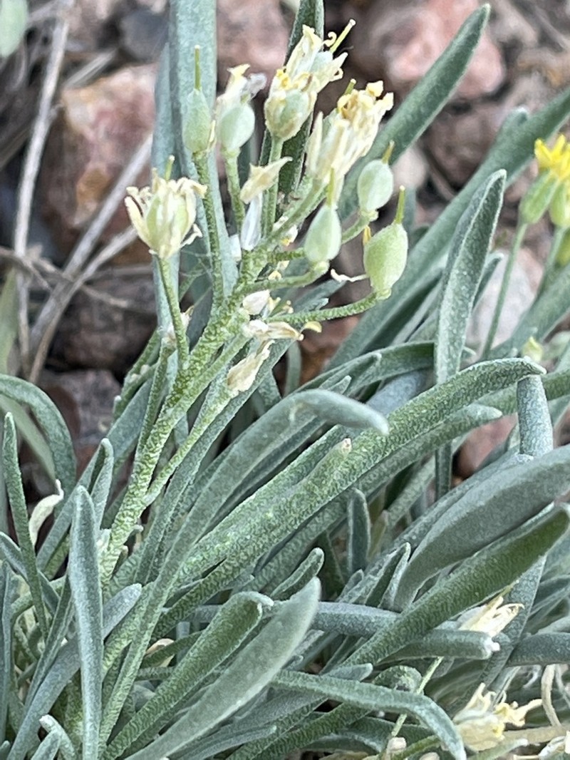 Rocky Mountain Bladderpod photo 8