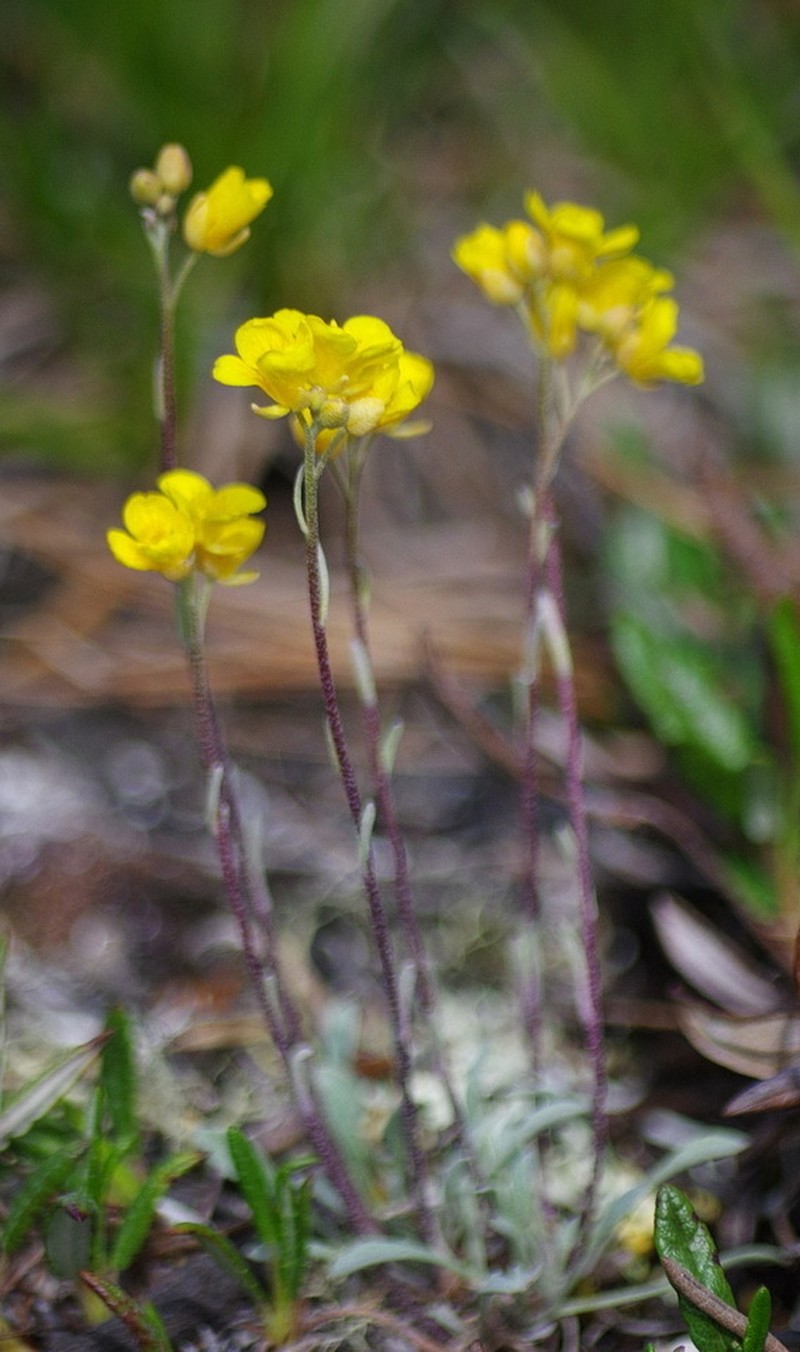 Calder's Bladderpod