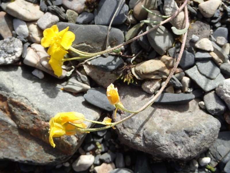Calder's Bladderpod photo 2