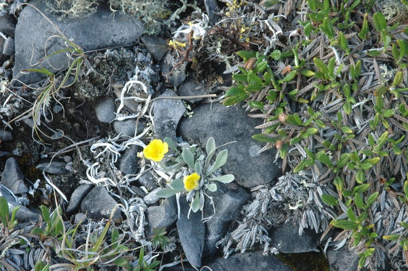 Calder's Bladderpod photo 3