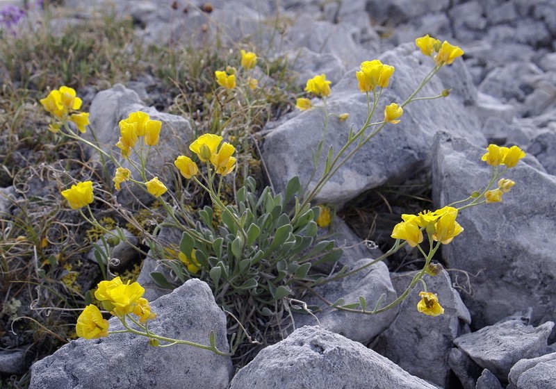 Calder's Bladderpod photo 4