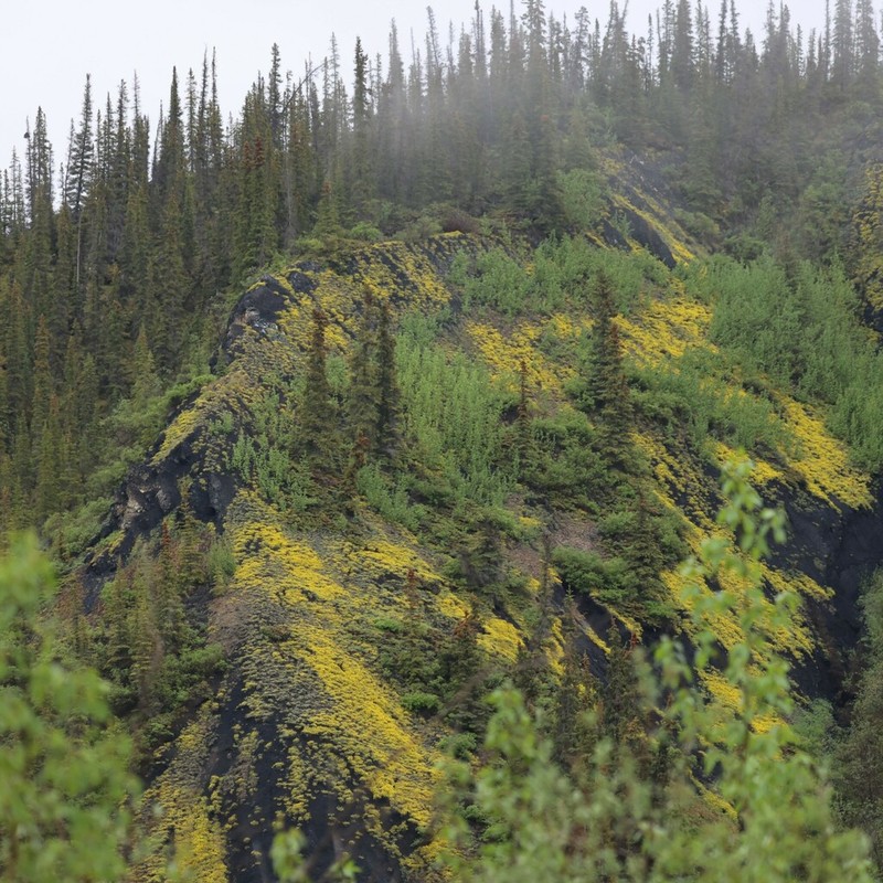 Calder's Bladderpod photo 5