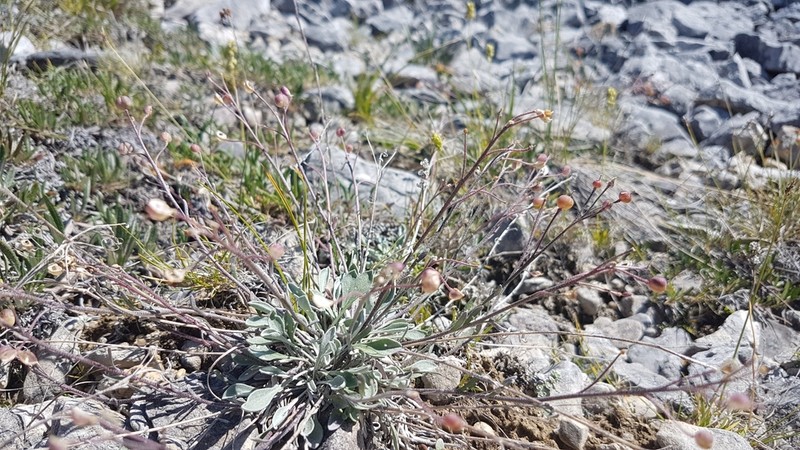 Calder's Bladderpod photo 6