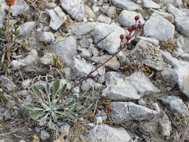 Calder's Bladderpod photo 7