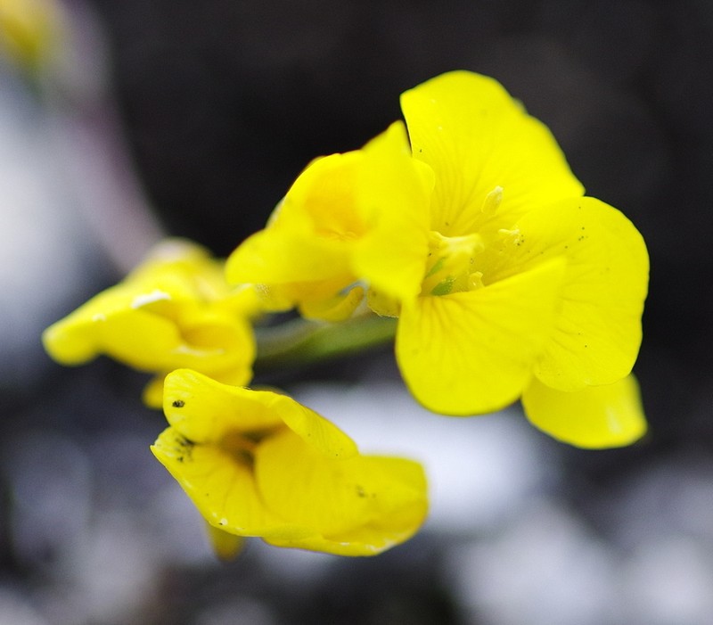 Calder's Bladderpod photo 8
