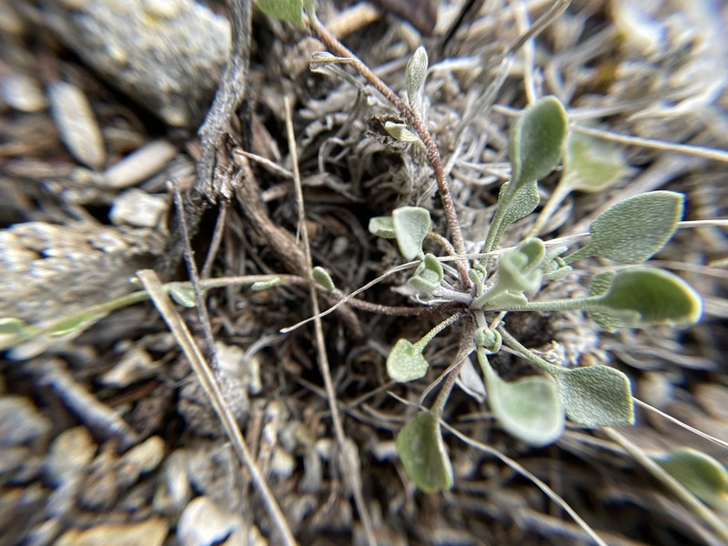 Idaho Bladderpod