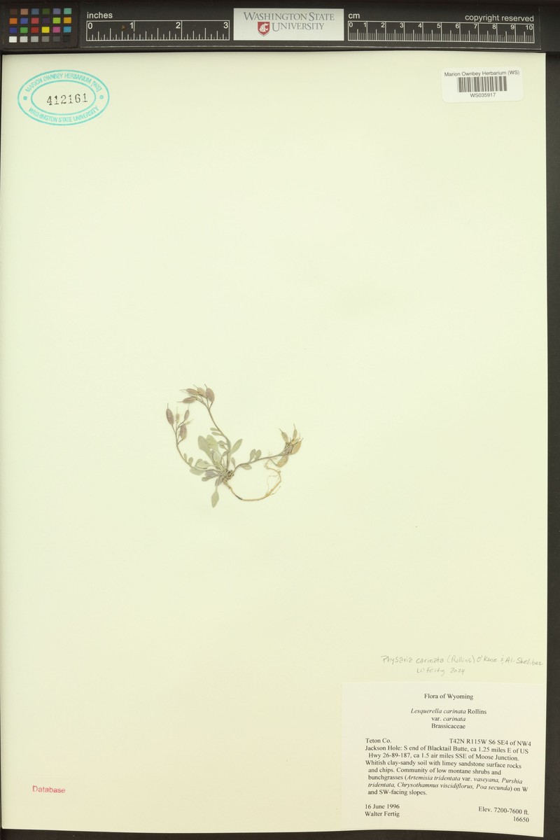 Idaho Bladderpod photo 4