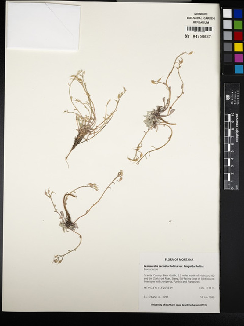 Physaria carinata subsp. carinata
