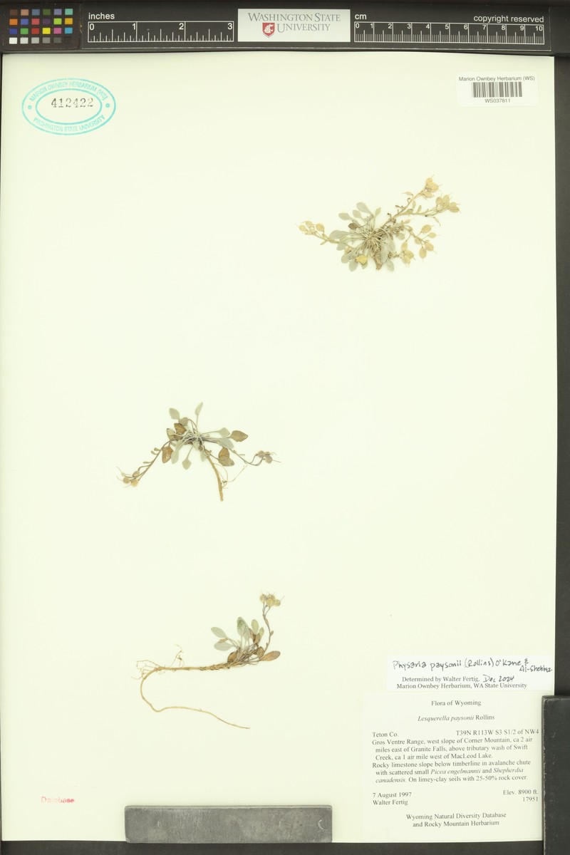 Payson's Bladderpod
