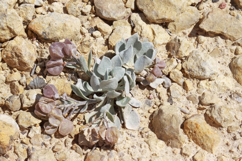 Chambers' Twinpod photo 4