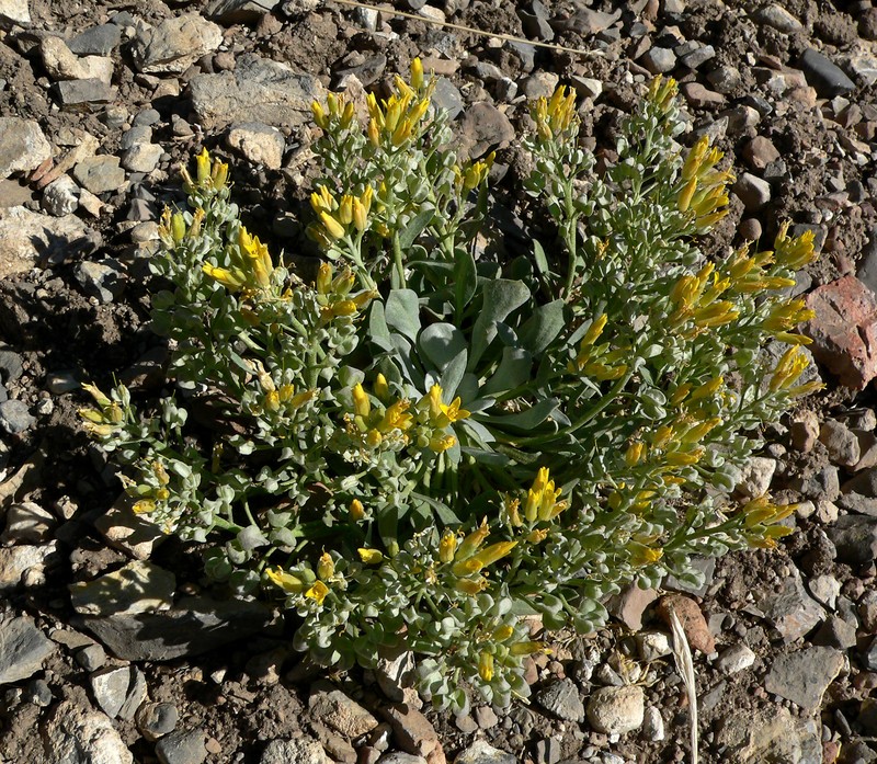 Chambers' Twinpod photo 2